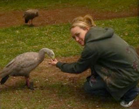 hilfeedingbirdsaus.jpg